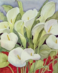 Arum-Lilien, 1978